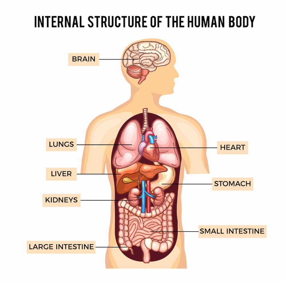 Interne Struktur - Der menschliche Körper-